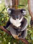 Post Thumbnail of Медвежонок коала