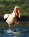 Post Thumbnail of Забавные пеликаны