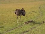 Post Thumbnail of Австралийские страусы