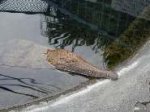 Post Thumbnail of Грозный крокодил