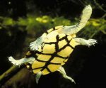 Австралийская змеиношейная черепаха