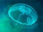 Медуза блюботтл