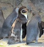 Post Thumbnail of Об австралийских пингвинах