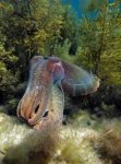 Post Thumbnail of Австралийская каракатица