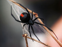 Latrodectus mactans hasseltii