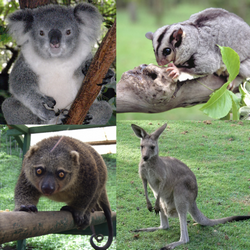 Post Thumbnail of Отряд Marsupiala (сумчатые)