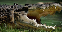 Post Thumbnail of Гребнистый крокодил