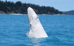 Post Thumbnail of Горбатый кит - альбинос