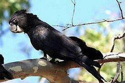 Траурный какаду Бэнкса или Calyptorhynchus banksii